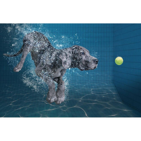 Splashdog White Modern Wood Framed Art Print by Egger, Marcel