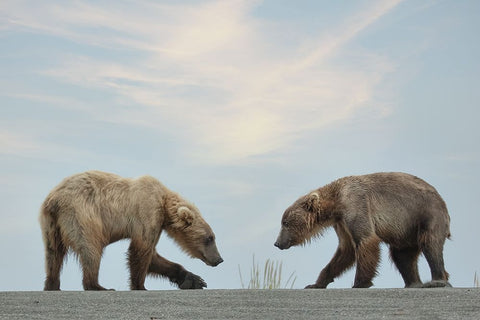 On Their Own White Modern Wood Framed Art Print with Double Matting by D Lester, Linda