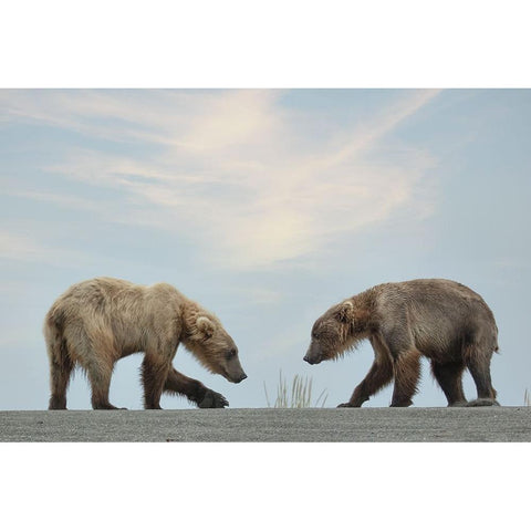 On Their Own Black Modern Wood Framed Art Print with Double Matting by D Lester, Linda