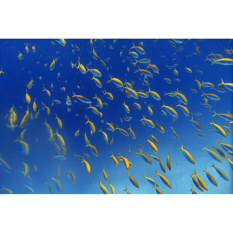 FiSh FrEnZy Black Modern Wood Framed Art Print with Double Matting by Catta, Alessandro