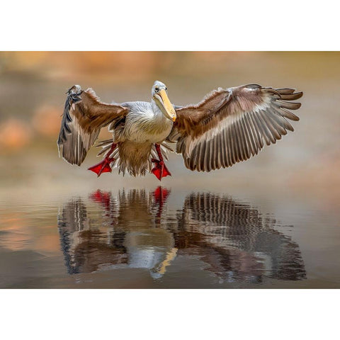 Touching the water Black Modern Wood Framed Art Print by Zvelebil PhD, Marketa