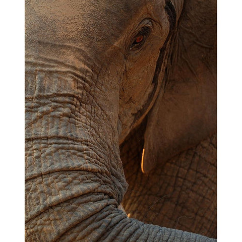 the eye Gold Ornate Wood Framed Art Print with Double Matting by Baekelandt, Luc