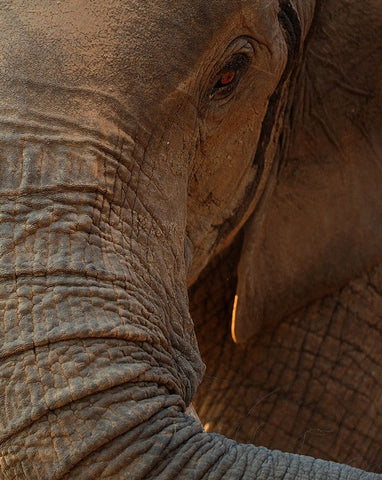 the eye Black Ornate Wood Framed Art Print with Double Matting by Baekelandt, Luc