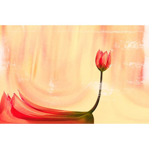 dancer Black Modern Wood Framed Art Print by Ignatova, Desislava