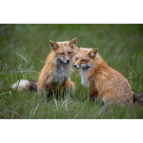 Watching White Modern Wood Framed Art Print by Cheng, Jie