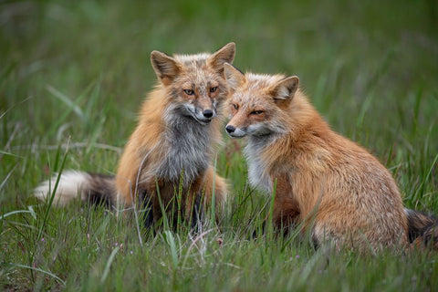 Watching Black Ornate Wood Framed Art Print with Double Matting by Cheng, Jie