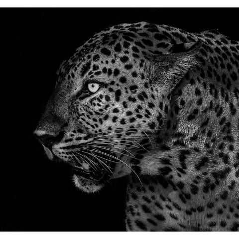 Untitled Black Modern Wood Framed Art Print with Double Matting by Tao, Liwen