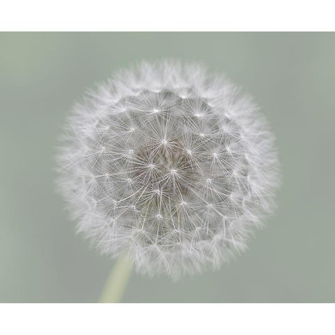 Dandelion Seedball Gold Ornate Wood Framed Art Print with Double Matting by Fischer, Mirjam