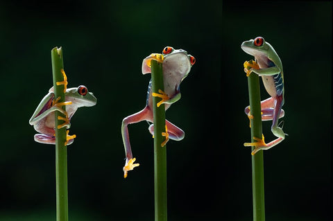 Three frogs in action Black Ornate Wood Framed Art Print with Double Matting by Aditya, Rawisyah