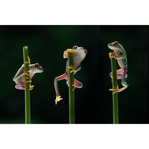 Three frogs in action Black Modern Wood Framed Art Print with Double Matting by Aditya, Rawisyah