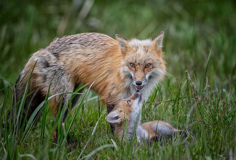 Love Black Ornate Wood Framed Art Print with Double Matting by Cheng, Jie