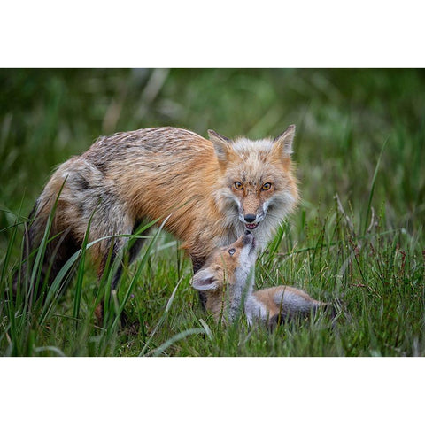 Love Black Modern Wood Framed Art Print with Double Matting by Cheng, Jie