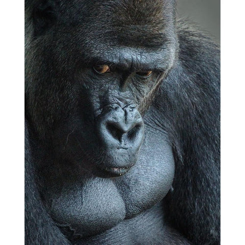 Unhappy Gorilla Gold Ornate Wood Framed Art Print with Double Matting by Mugg, Bill