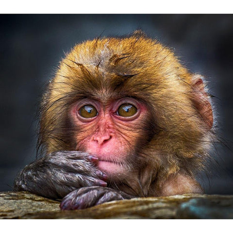 Curious Black Modern Wood Framed Art Print with Double Matting by Muliani Hartojo, Angela