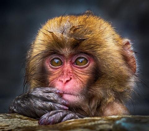 Curious White Modern Wood Framed Art Print with Double Matting by Muliani Hartojo, Angela