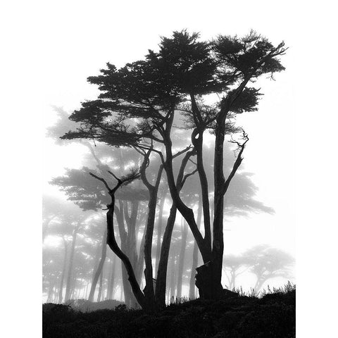 California Pines in Fog Black Modern Wood Framed Art Print with Double Matting by Vovsi, Samuel
