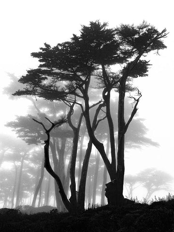 California Pines in Fog White Modern Wood Framed Art Print with Double Matting by Vovsi, Samuel