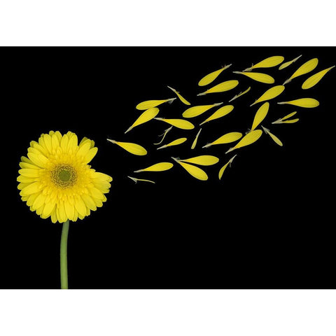 Blowing In The Wind Black Modern Wood Framed Art Print with Double Matting by Wolbers, Louise