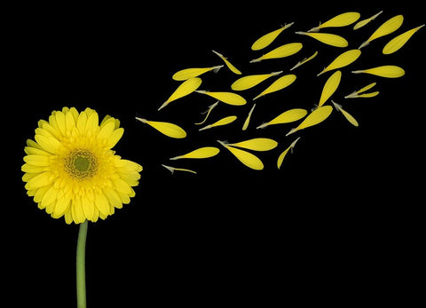 Blowing In The Wind White Modern Wood Framed Art Print with Double Matting by Wolbers, Louise