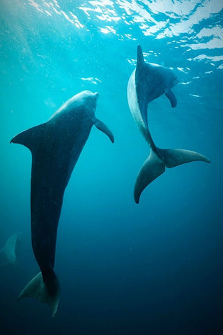 Shapes Of Water Black Ornate Wood Framed Art Print with Double Matting by Melesan, Serge