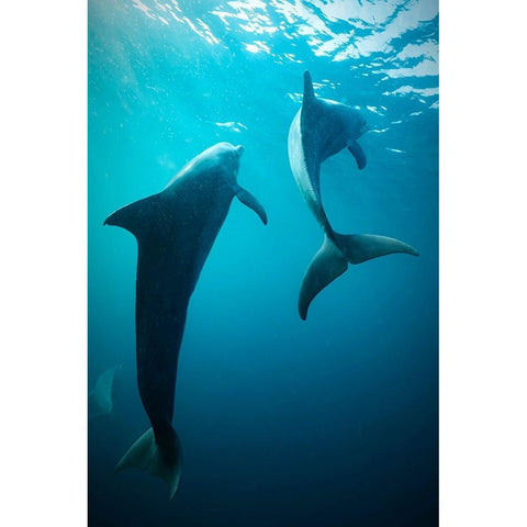 Shapes Of Water Black Modern Wood Framed Art Print with Double Matting by Melesan, Serge