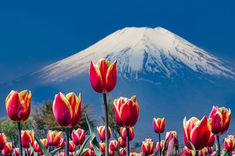 Tulips and Mt. Fuji White Modern Wood Framed Art Print with Double Matting by Sirou.Minami