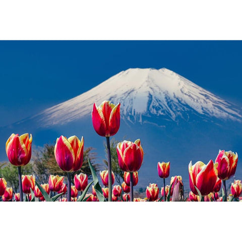 Tulips and Mt. Fuji Black Modern Wood Framed Art Print with Double Matting by Sirou.Minami