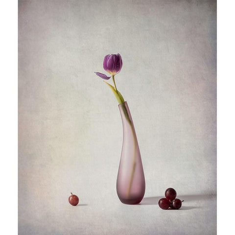 Tulip And Grapes White Modern Wood Framed Art Print by G, May