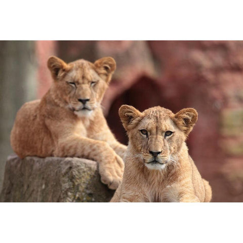 SISTERS Black Modern Wood Framed Art Print with Double Matting by Wenner-Braun, Antje