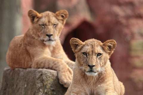 SISTERS White Modern Wood Framed Art Print with Double Matting by Wenner-Braun, Antje