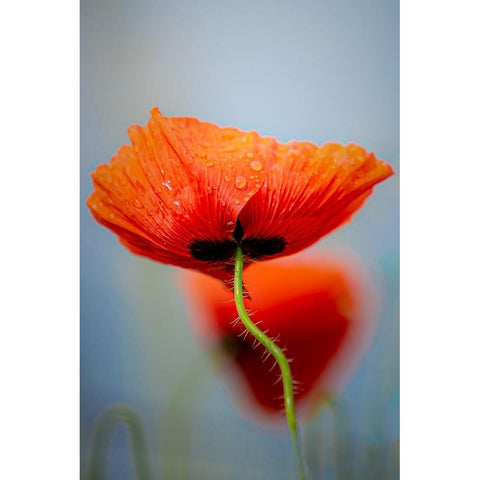 Drifting poppies White Modern Wood Framed Art Print by Hylleberg, Lars
