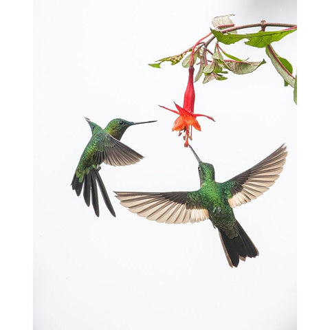 Two hummingbirds at a flower Black Modern Wood Framed Art Print with Double Matting by And Wei, Siyu