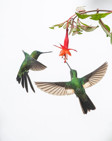 Two hummingbirds at a flower White Modern Wood Framed Art Print with Double Matting by And Wei, Siyu