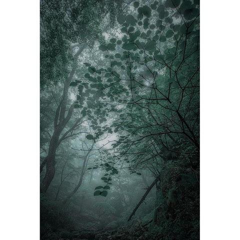 Fogaforest White Modern Wood Framed Art Print by Yamashita, Takafumi