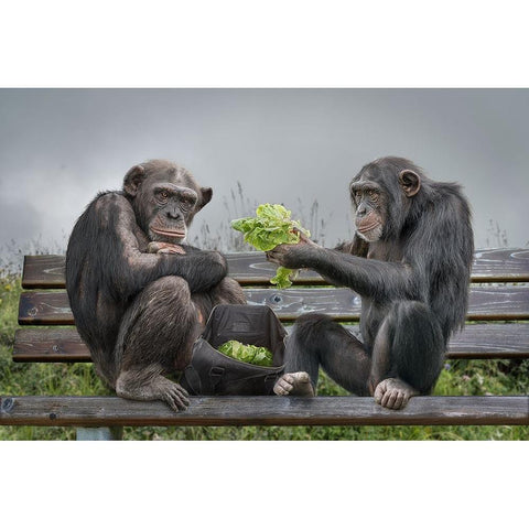 Monkey Salad White Modern Wood Framed Art Print by Egger, Marcel