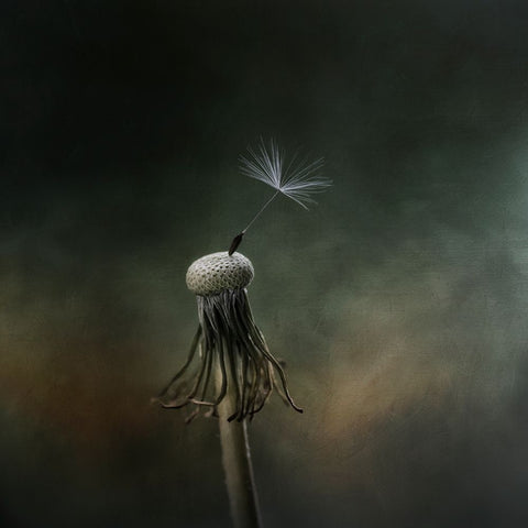 One left White Modern Wood Framed Art Print with Double Matting by Gronkjar, Lotte