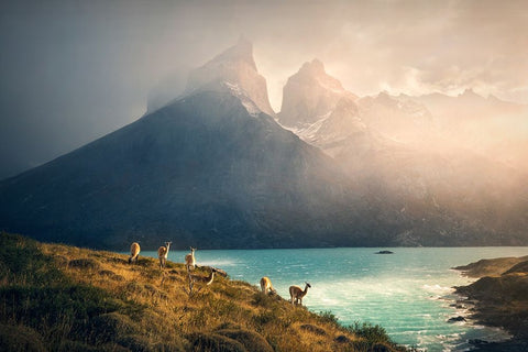 Alpaca at Torres de Paine White Modern Wood Framed Art Print with Double Matting by Zhang, Dennis