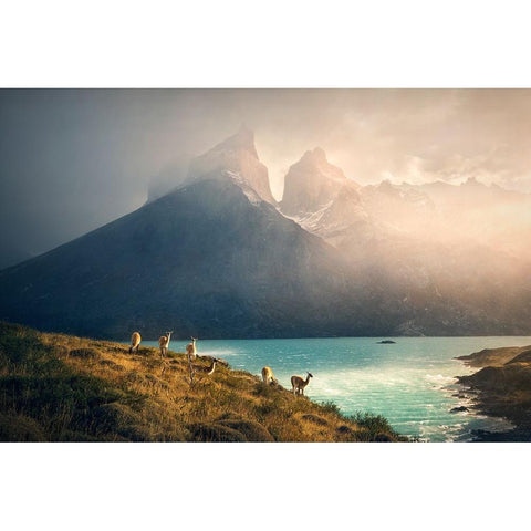 Alpaca at Torres de Paine White Modern Wood Framed Art Print by Zhang, Dennis