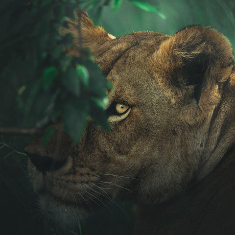 Eye Contact White Modern Wood Framed Art Print by Sobhi, Ahmed