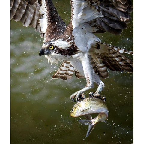 Osprey Black Modern Wood Framed Art Print with Double Matting by Huang, Tao