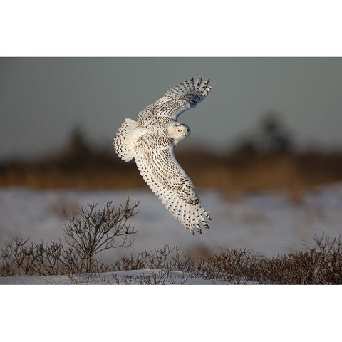 Snowy Owl White Modern Wood Framed Art Print by Wang, Max