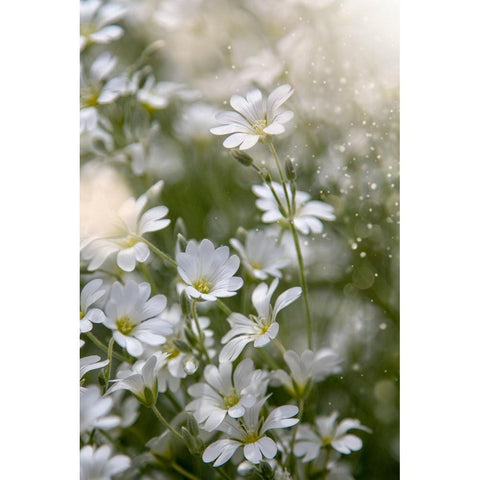 Spring Glory Black Modern Wood Framed Art Print by Kiral, Cicek