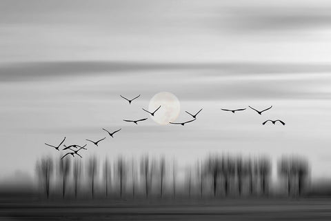 Flying free! White Modern Wood Framed Art Print with Double Matting by Wijers Smeets, Wilma