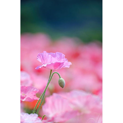 Untitled Black Modern Wood Framed Art Print by Nakada, Chisho