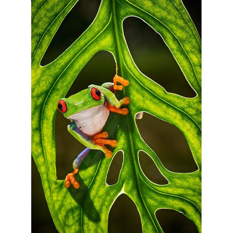 Good Morning Black Modern Wood Framed Art Print with Double Matting by Muliani Hartojo, Angela