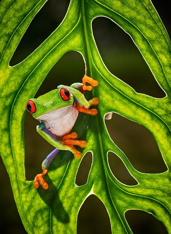 Good Morning Black Ornate Wood Framed Art Print with Double Matting by Muliani Hartojo, Angela