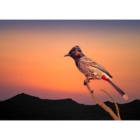 Bulbul Black Modern Wood Framed Art Print with Double Matting by Nayyer Reza, Sayyed