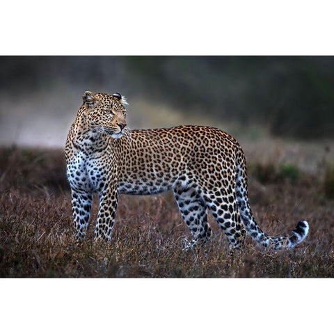 Leopard On The Prowl White Modern Wood Framed Art Print by Ortega, Xavier