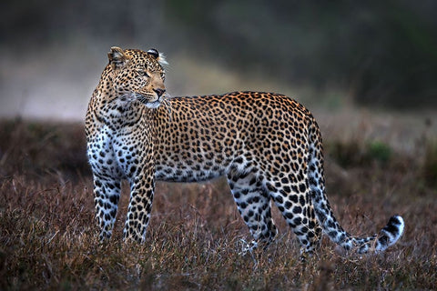 Leopard On The Prowl Black Ornate Wood Framed Art Print with Double Matting by Ortega, Xavier