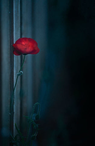 Waiting... Black Ornate Wood Framed Art Print with Double Matting by Tseng, Judy